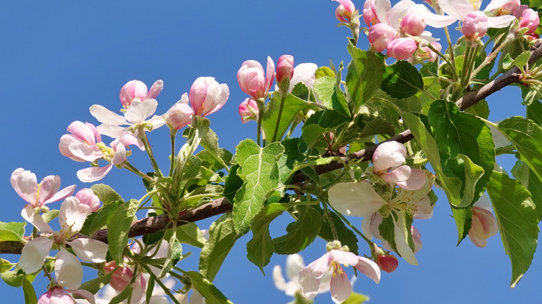 Apple blossoms at a Washington state orchard